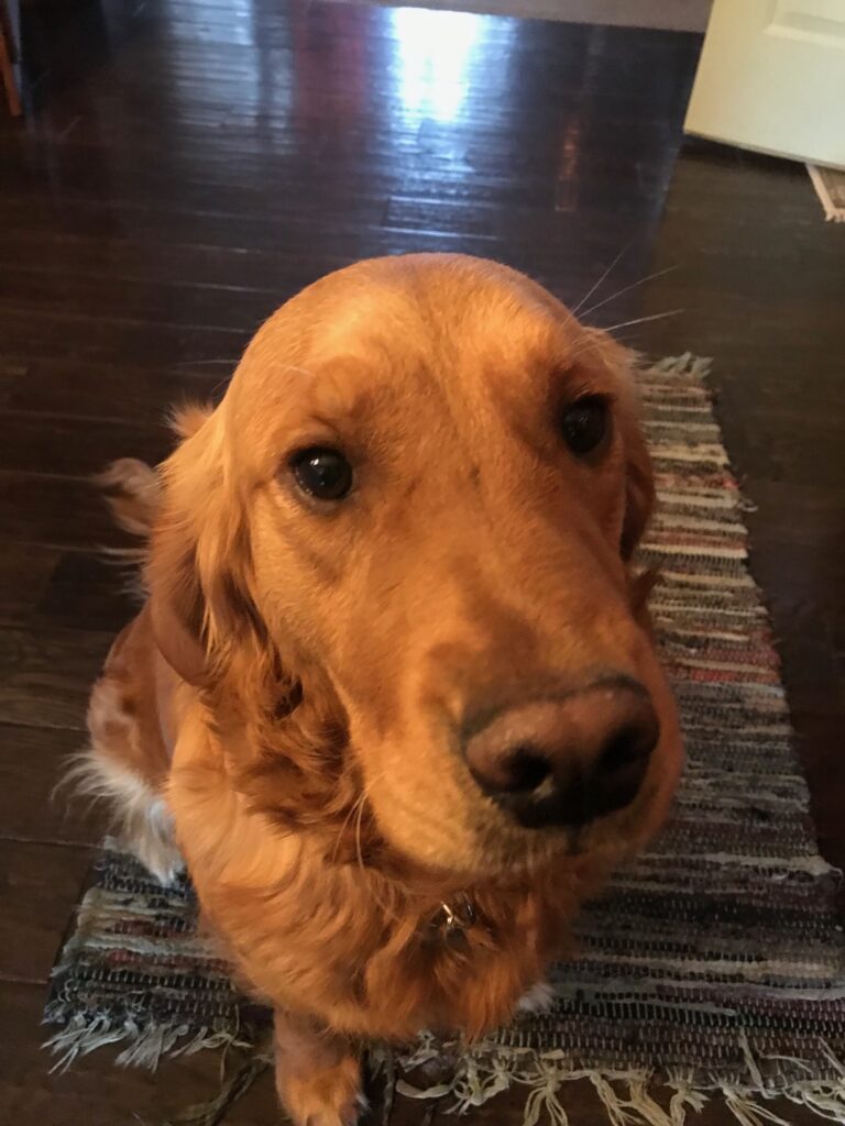 A golden retriever looking directly at the camera with a tilted head.
