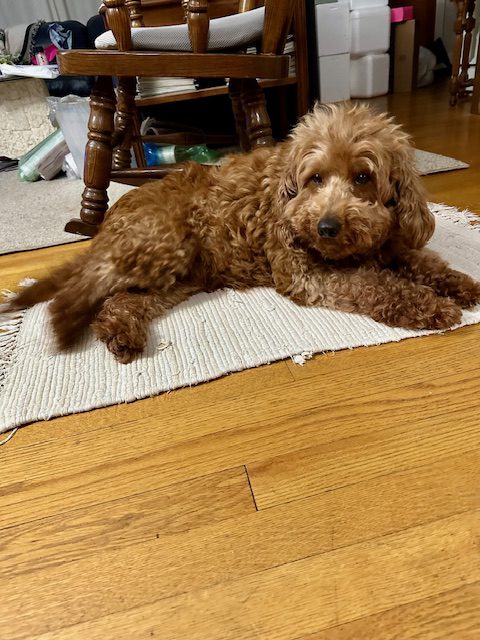 A brown dog lying on a cream-colored rug in a home setting.
