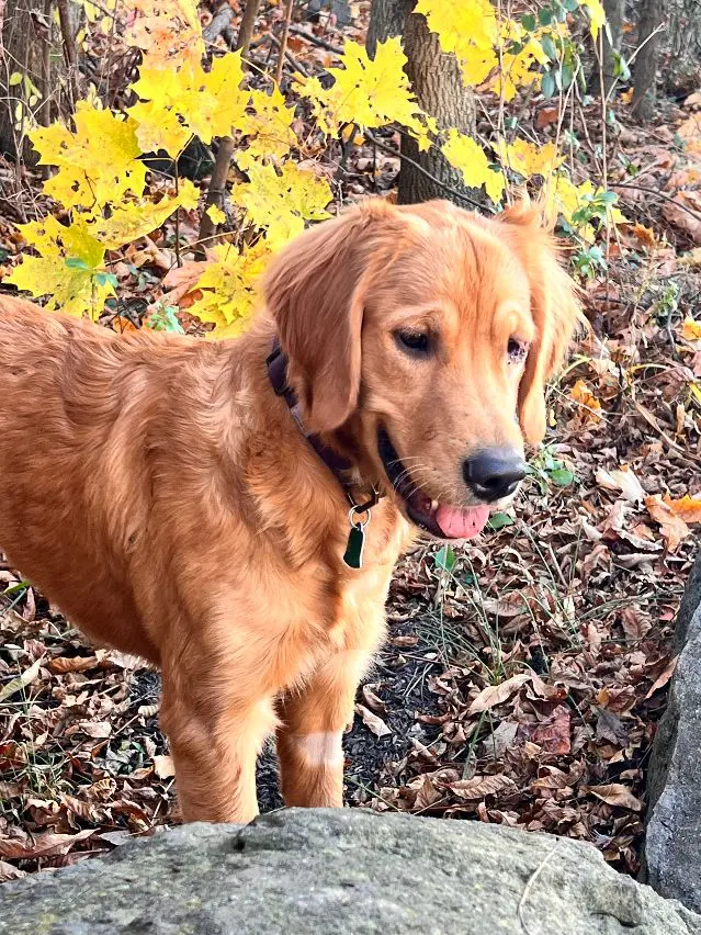 Golden retriever standing amidst autumn leaves.