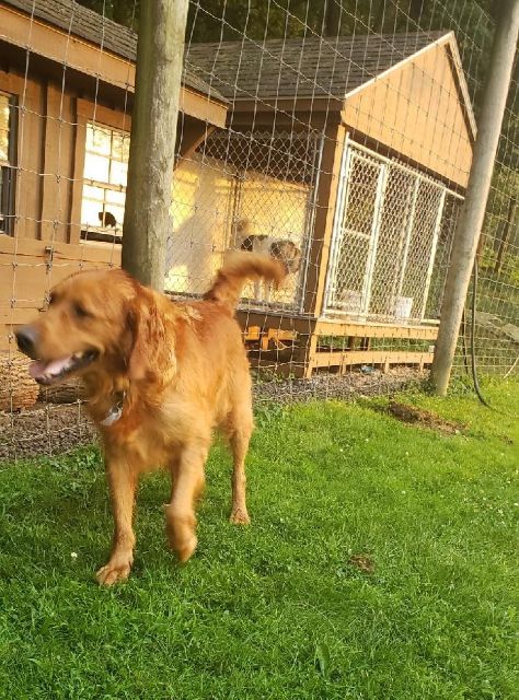 Golden retriever standing on grass with a kennel and another dog in the background.