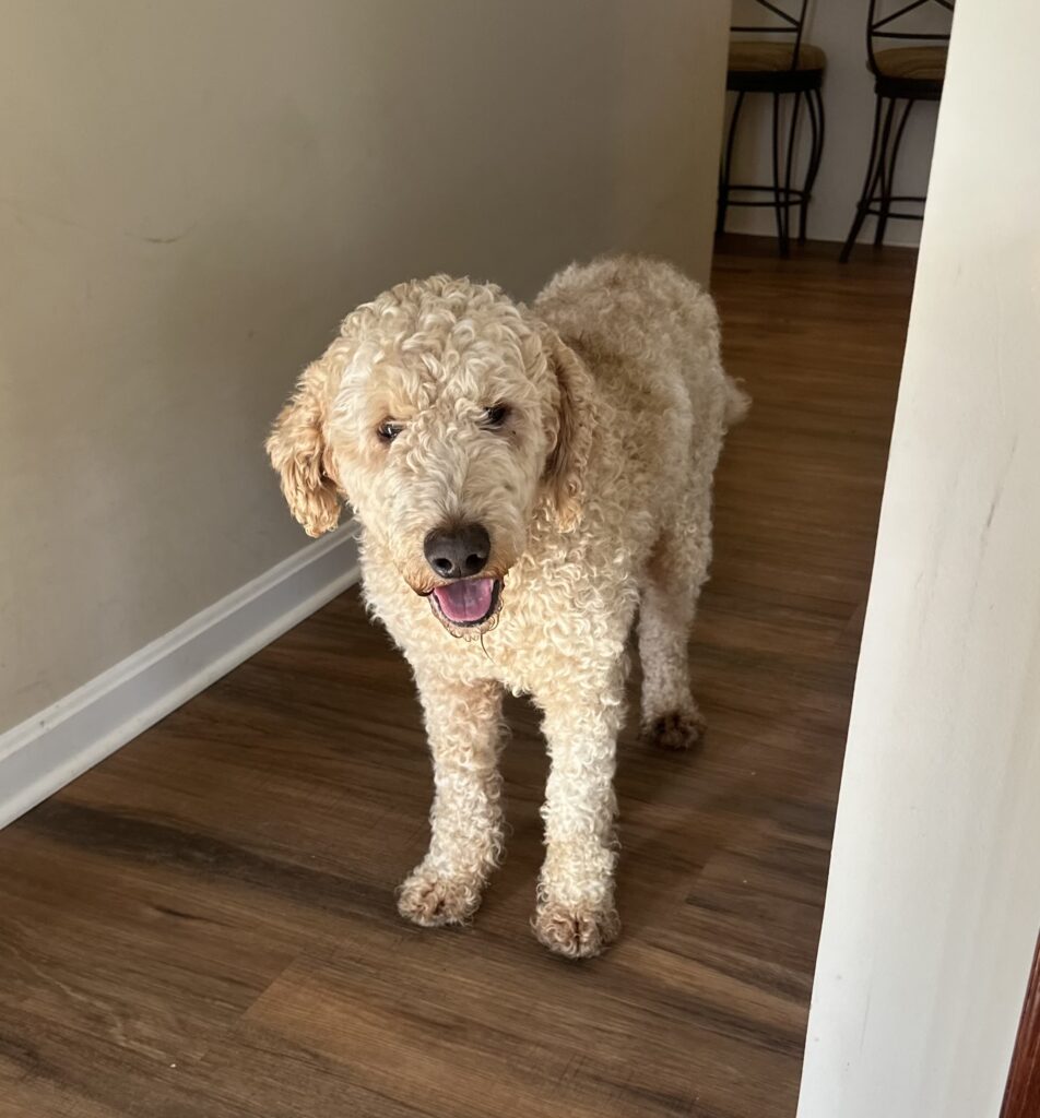 A light-colored curly-haired dog standing indoors on a wooden floor with a neutral background.