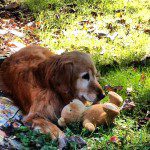 Genny-GH-707-150x150-1