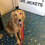 Golden retriever sitting on a boat next to a sign that reads "life jackets".
