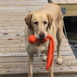 A labrador retriever holding an orange toy on a wooden dock.