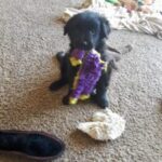 A black puppy playing with a purple toy among various scattered objects on a carpeted floor.