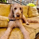 A brown poodle mix dog lounging on a yellow patterned sofa outdoors, enjoying the quas tranquility of its surroundings.