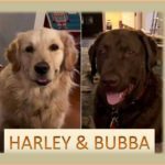 Two dogs named harley and bubba, one golden and one brown, are featured side by side.