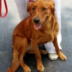 A happy golden dog with a red leash sitting on a pavement beside a person wearing white pants and white shoes with holes.