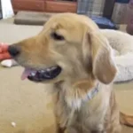 Golden retriever being fed a treat indoors.