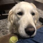 A golden retriever with a tennis ball looking expectantly at the camera.