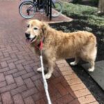A golden retriever on a leash standing on a brick pavement with a person on a bicycle in the background.