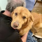A golden retriever with a gentle expression leaning against a person's shoulder.