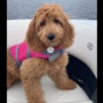 A brown dog wearing a pink life jacket sitting on a boat.