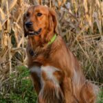 Golden retriever standing in a field with tall, dry grasses.
