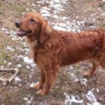 A golden-brown dog standing on a patchy lawn with snow and a chew bone nearby.