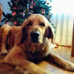 Golden retriever lying down indoors with a christmas tree in the background.