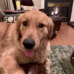 Golden retriever sitting indoors with a fireplace in the background.
