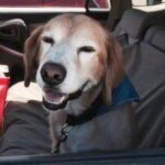 A dog wearing a blue bandana sitting in the passenger seat of a red vehicle, appearing to smile.