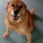 A blurry image of a sitting golden retriever smiling at the camera.