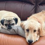 A pug and a golden retriever lying together on a brown leather couch.