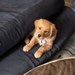 Golden retriever puppy resting on a black cushion.
