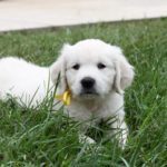 A white puppy with a yellow collar lying on the grass.