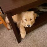 Golden retriever puppy resting under a wooden table.