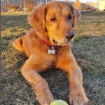 Golden retriever laying on the grass with a tennis ball.