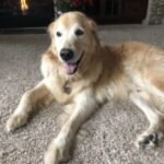 A golden retriever lying on a carpet with a fireplace in the background.