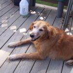 Golden retriever lying on a wooden deck next to patio furniture and a bottle.