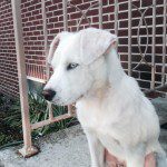 A white dog standing next to a metal pole with a brick wall background.