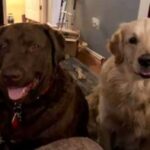Two happy dogs sitting indoors, one chocolate lab and one golden retriever.
