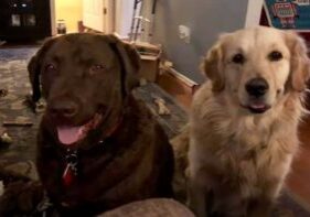 Two happy dogs sitting indoors, one chocolate lab and one golden retriever.
