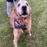 A happy golden retriever wearing a blue bandana that says "mama's boy" while on a leash during a walk.