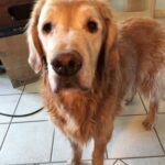 A senior golden retriever standing indoors looking at the camera.