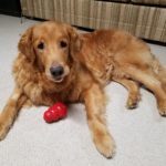 A golden retriever lying on the floor with a red toy.