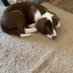 A brown and white puppy lying on a carpet.