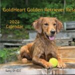 Golden retriever with a tennis ball sitting contentedly on a wet wooden surface.