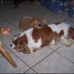 Two dogs lying on a tiled floor with toys nearby.