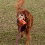 Golden retriever holding a toy with a leash in its mouth.