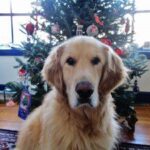 Golden retriever sitting in front of a decorated christmas tree.