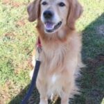 Golden Retriever sitting on grass with a leash.