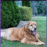 Golden retriever dog resting on the grass with shrubbery in the background.