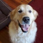 A happy golden retriever sitting indoors with a cheerful expression.