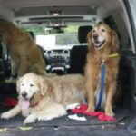 Two dogs sitting in the cargo area of an suv, one lying down and the other standing, with leashes and a red object on the floor.
