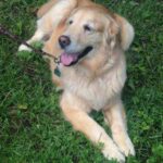 Golden retriever lying on the grass with its leash in its mouth.