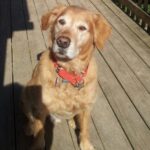 Golden retriever with a red collar standing on a wooden deck.