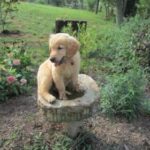 Puppy sitting in a garden birdbath.