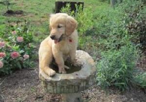 Puppy sitting in a garden birdbath.