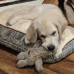 A golden retriever puppy resting on a cushion with a plush toy.